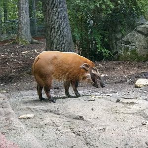 Red River Hog