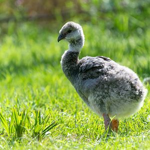 Southern / Crested Screamer chick, WWT Slimbridge, UK