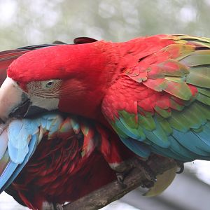 Green-winged macaws