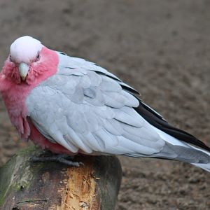Galah