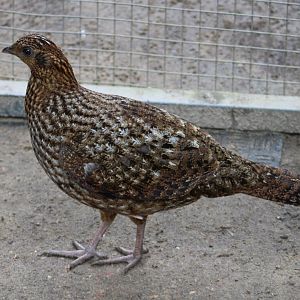 Temminck's tragopan - female