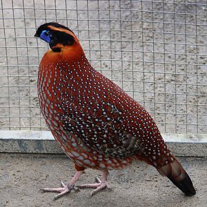 Temminck's tragopan - male