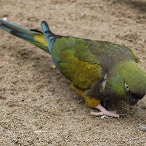 Patagonian conure