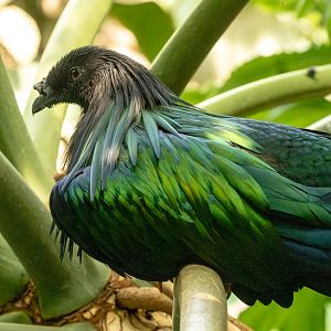Nicobar pigeon : Cotswold WP : 02 Aug 2024