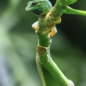 Electric blue day gecko : Whipsnade Zoo : 14 Jul 2024