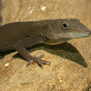 Jamaican anole : Cotswold WP : 02 Aug 2024