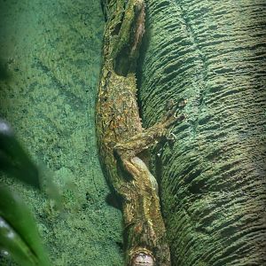 Henkel's leaf-tailed gecko : Cotswold WP : 02 Aug 2024