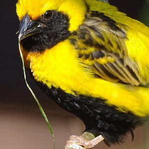 Napoleon Weaver, 1st August 2024