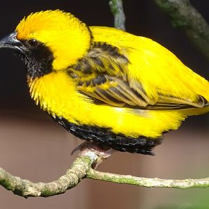 Napoleon Weaver, 1st August 2024