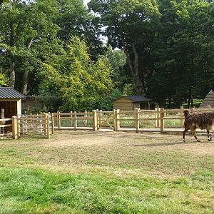 Llamas in zoo extension, 2nd August 2024