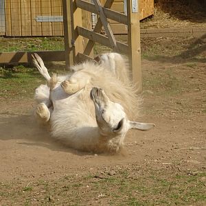 Llama dust bathing, 2nd August 2024