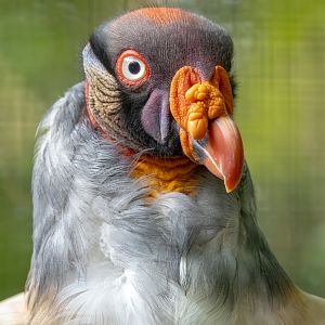 King vulture : Cotswold WP : 02 Aug 2024