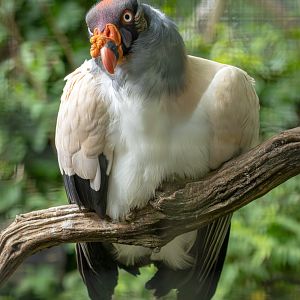 King vulture : Cotswold WP : 02 Aug 2024