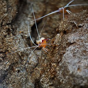 Skunk Cleaner Shrimps