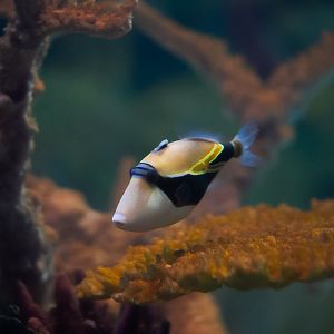Wedge-tail Triggerfish