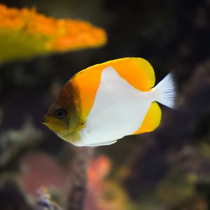 Yellow Pyramid Butterflyfish
