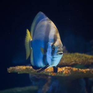Orbicular Batfish