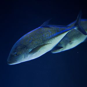 Bluefin Trevally