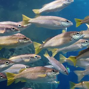 Fish ID- National Marine Aquarium, Plymouth