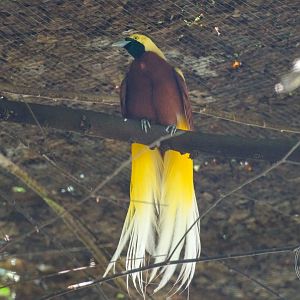 Lesser Bird of Paradise (Paradisaea minor) Male