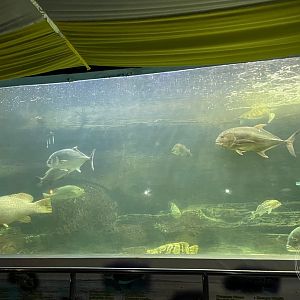 Aquarium Tank