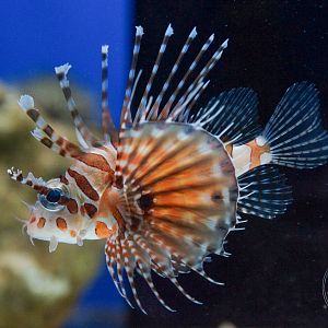 Zebra Turkeyfish (Dendrochirus zebra)