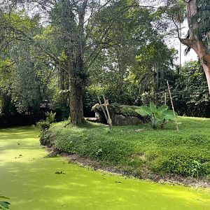 African Lion Exhibit