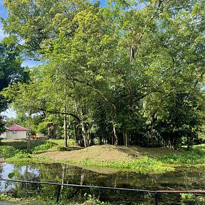 White-handed Gibbon Exhibit