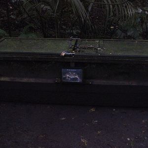 Boxes for Leiopelma pakeka