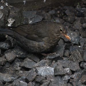 Common Blackbird female