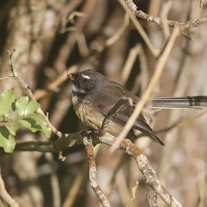 New Zealand Fantail with fly