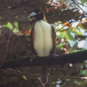 Lesser Bird of Paradise (Paradisaea minor) Female