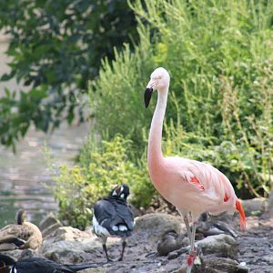 Chilean flamingo