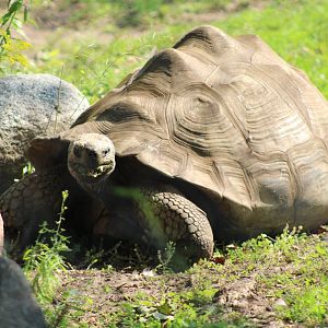 Galapagos tortoise