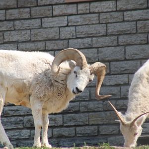 Dall sheep