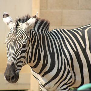 Grant's zebra