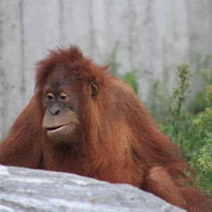 Sumatran orangutan