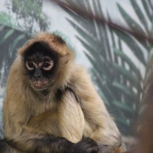 Black-handed spider monkey