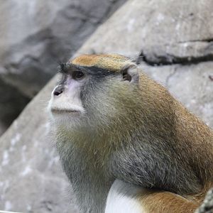 Patas monkey