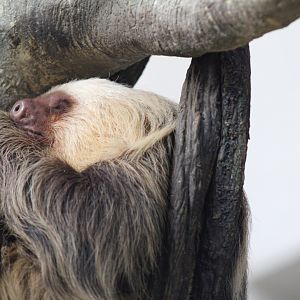 Hoffman's two-toed sloth