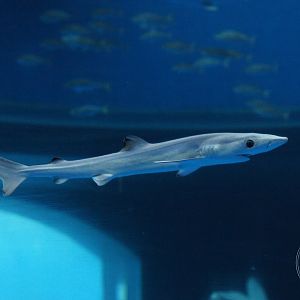 Blue Shark (Prionace glauca)