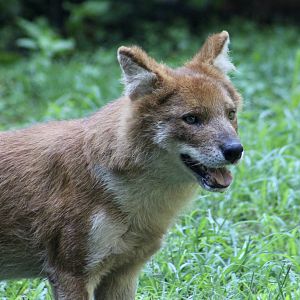 Chinese Dhole (Cuon alpinus lepturus)
