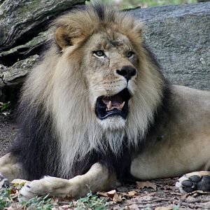 African Lion (Panthera leo melanochaita) - "Thulani"