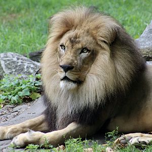 African Lion (Panthera leo melanochaita) - "Ime"