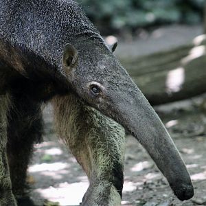 Giant Anteater (Myrmecophaga tridactyla) - "Velcro"