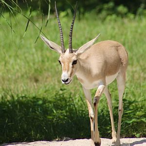 Slender-Horned Gazelle (Gazella leptoceros)