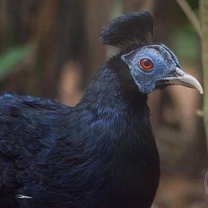 Malayan Crested Fireback (Lophura rufa)