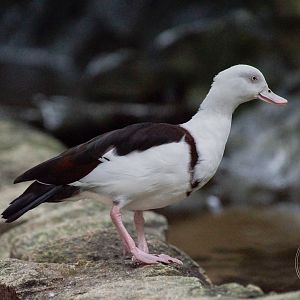Radjah Shelduck (Radjah radjah)