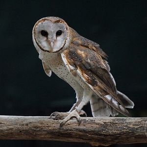 Barn Owl (Tyto alba)