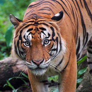 Malayan Tiger (Panthera tigris jacksoni)